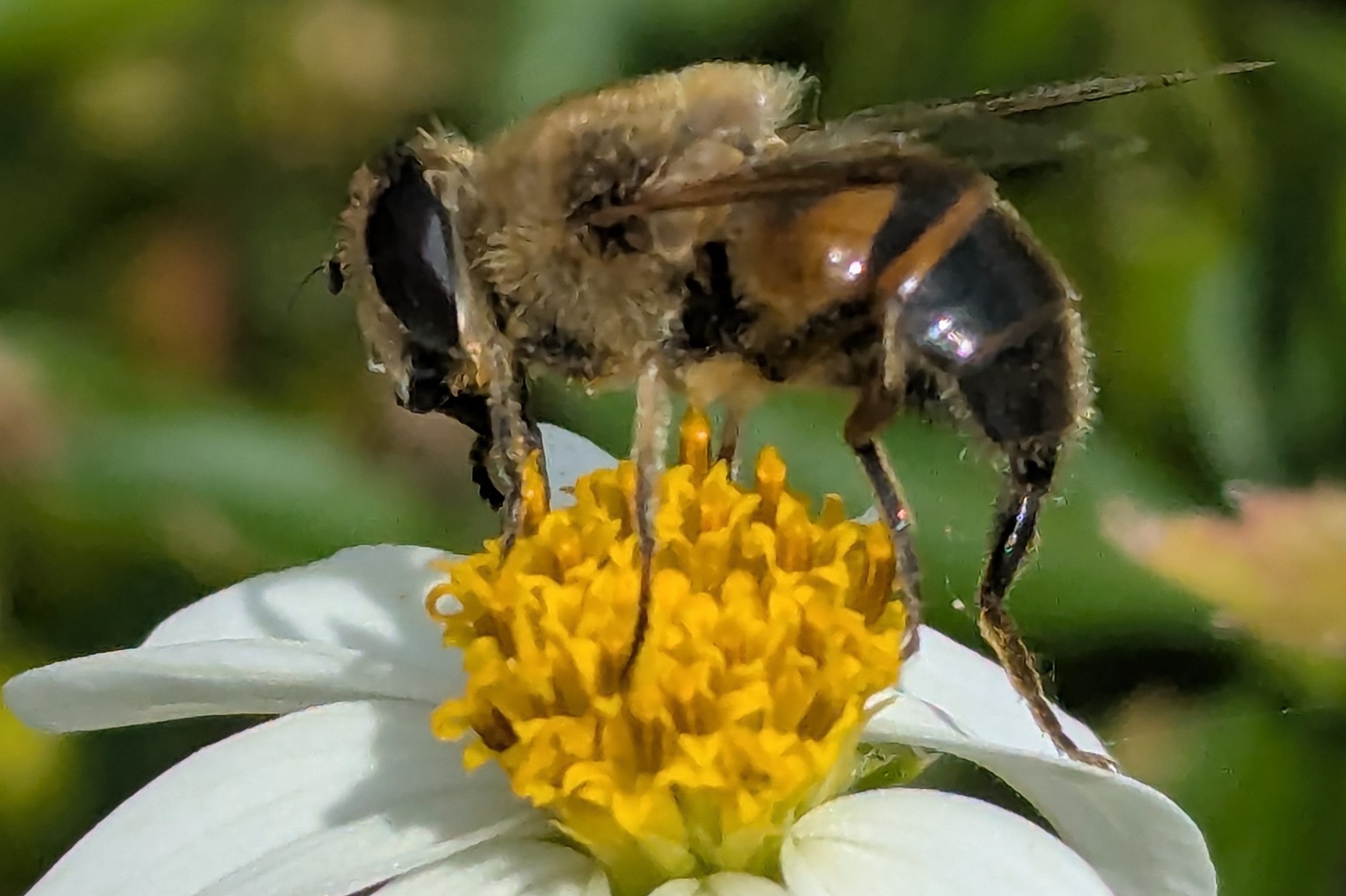 Biene auf Wildblume
