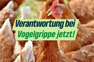 Erste Vogelgrippe-Fälle in Sachsen – BÜNDNISGRÜNE: Landwirtschaftsminister muss endlich Verantwortung zeigen