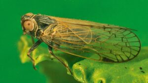 Sachsen braucht echte Vorsorgestrategie gegen die Schilf-Glasflügelzikade – Risiko betrifft ganze Lebensmittelkette 