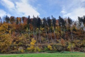 Waldzustandsbericht 2025 – BÜNDNISGRÜNE: Gesunde Wälder sind Klimaschutz und Wirtschaftspolitik
