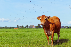 Proteste gegen Mercosur-Abkommen – BÜNDNISGRÜNE für faire Bedingungen für unsere Landwirte
