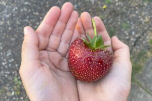 Aktuelle Debatte Gentechnik: Menschen in Sachsen sollen selbst entscheiden können, was sie essen