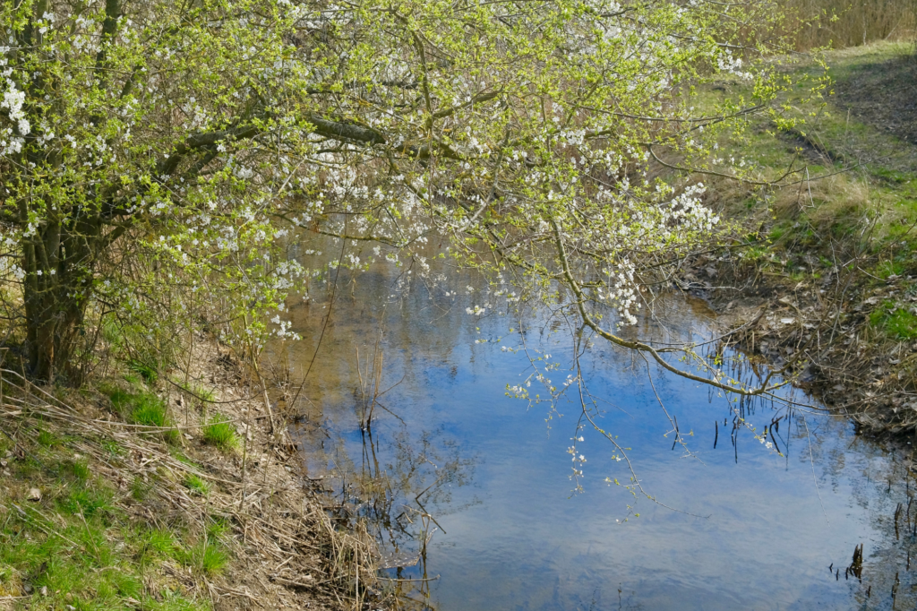 Bild vom Elsterfloßgaben