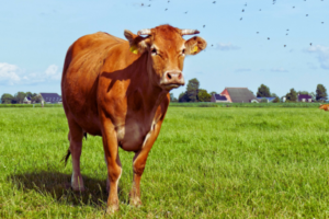 Antrag der Koalition zu Bürokratie-Abbau in der Landwirtschaft hilft weder Bauern noch Verwaltung