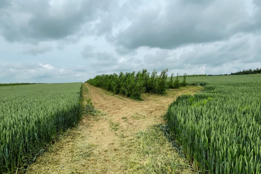 Agroforstsystem